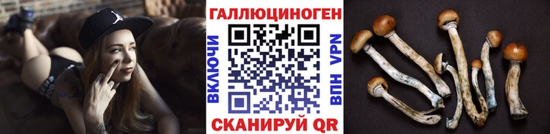 Купить где  Ильский  Псилоцибиновые грибы Psilocybine cubensis 